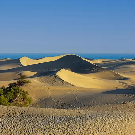 Beside The Maspalomas Dunes By Pride